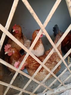 golden misri 4 hens with 1 roaster