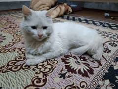 Persia cat Female