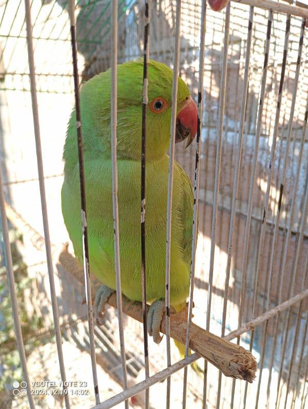 green parrot 0