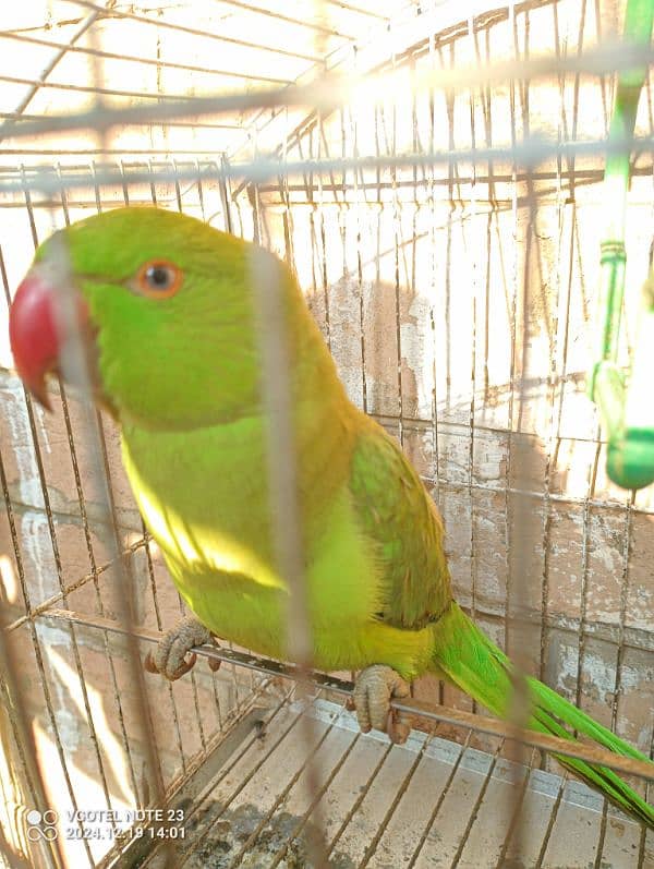 green parrot 1