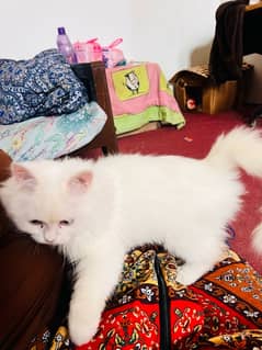 Persian Female cat