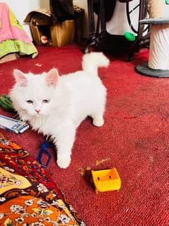 Persian Female cat | Persian Kitten | triple coat kitten