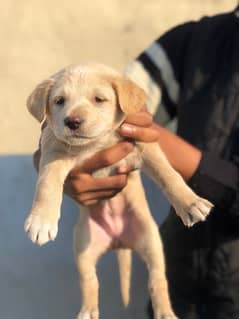 Labrador puppy 1month Age