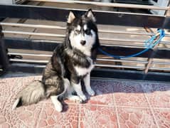 Siberian Husky Wholly Coat Adult Male