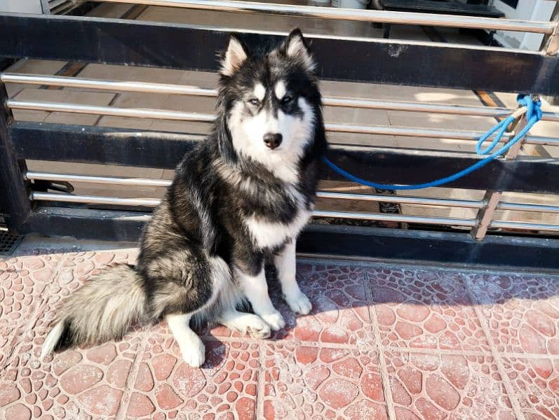 Siberian Husky Wholly Coat Adult Male 0