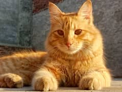 Light Brown Double Coated Cross Cat