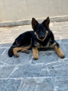 German Shepherd Male For Sale