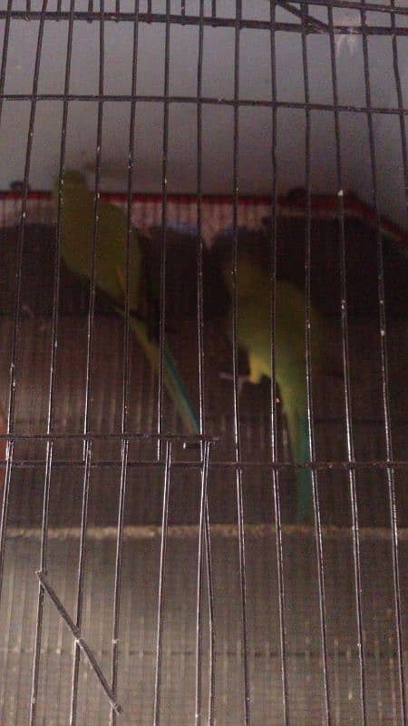 Ringneck parrot 0