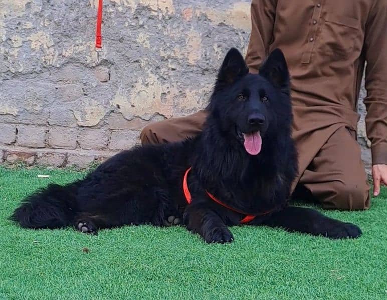 German shepherd male dog  for  sale 1