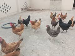 Egg laying desi murgi 20 hens healthy