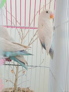 albino or bule pastel available in high quality gender conform