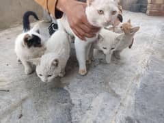 cat family