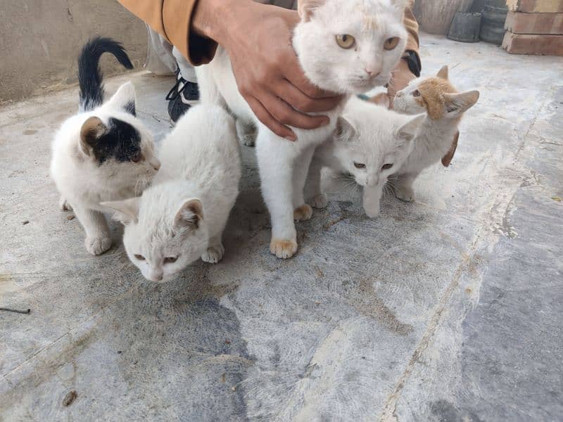 cat family 0