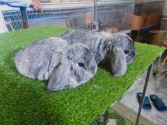 Holland lop | German Lop | Rabbit pair | Cute Bunnies | Rabbit baby