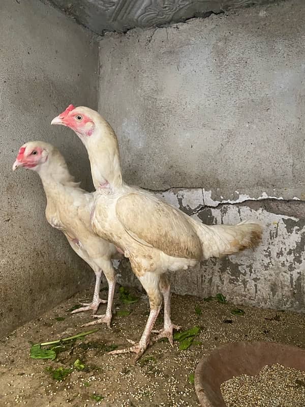 Heera pathian for sale 0