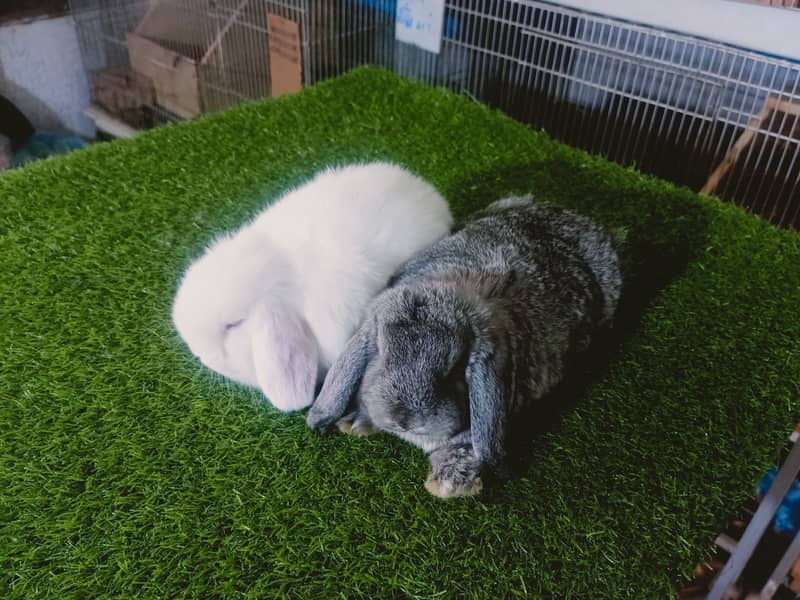 Holland lop | German Lop | Rabbit pair | Cute Bunnies | Rabbit baby 2