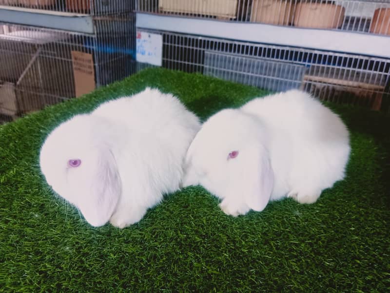 Holland lop | German Lop | Rabbit pair | Cute Bunnies | Rabbit baby 1