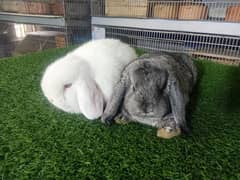 Holland lop | German Lop | Rabbit pair | Cute Bunnies | Rabbit baby