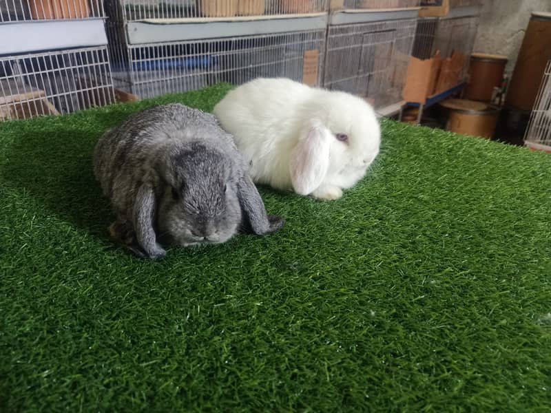 Holland lop | German Lop | Rabbit pair | Cute Bunnies | Rabbit baby 3