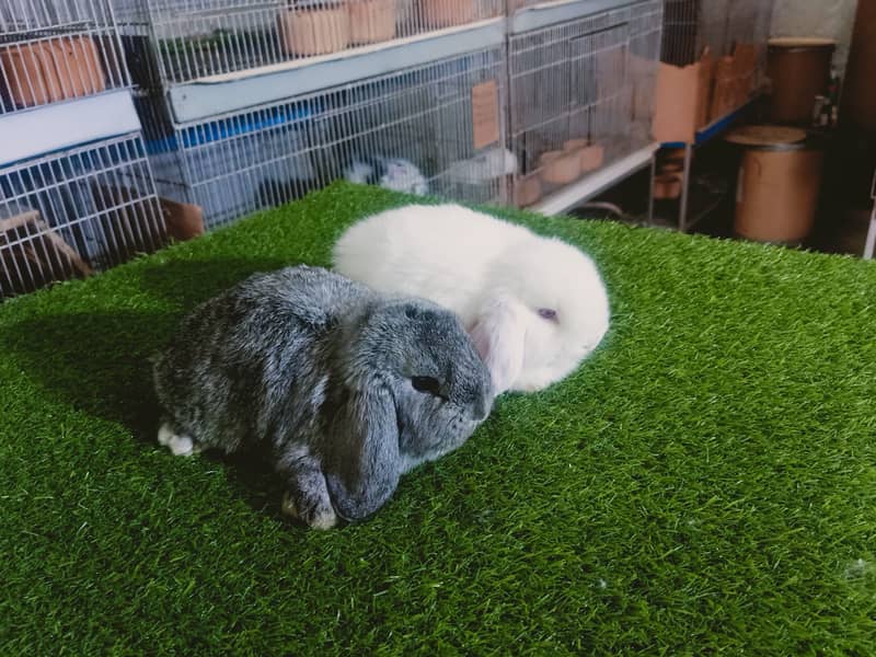 Holland lop | German Lop | Rabbit pair | Cute Bunnies | Rabbit baby 4