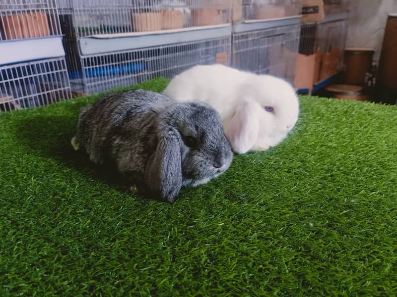 Holland lop | German Lop | Rabbit pair | Cute Bunnies | Rabbit baby 5