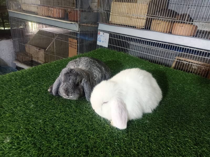 Holland lop | German Lop | Rabbit pair | Cute Bunnies | Rabbit baby 6