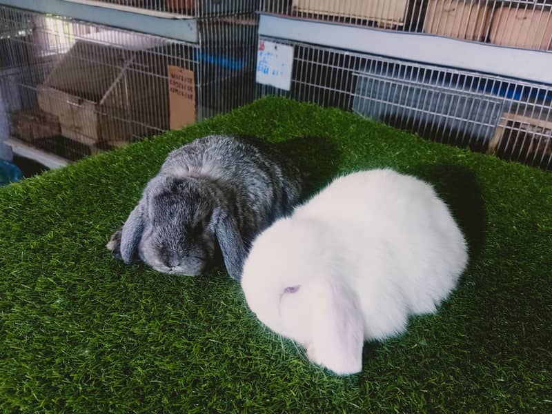 Holland lop | German Lop | Rabbit pair | Cute Bunnies | Rabbit baby 7