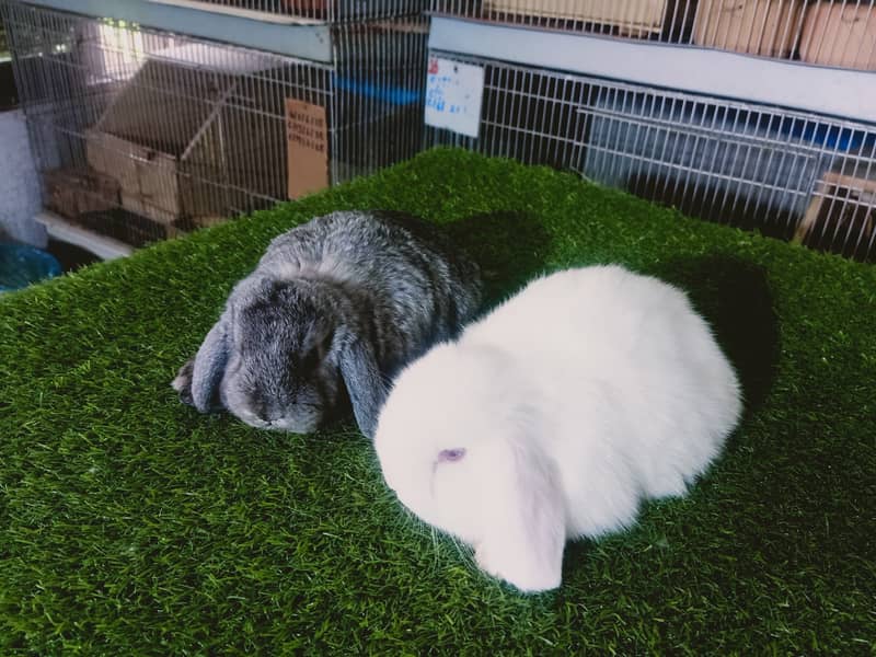 Holland lop | German Lop | Rabbit pair | Cute Bunnies | Rabbit baby 8