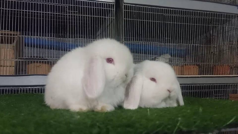 Holland lop | German Lop | Rabbit pair | Cute Bunnies | Rabbit baby 9