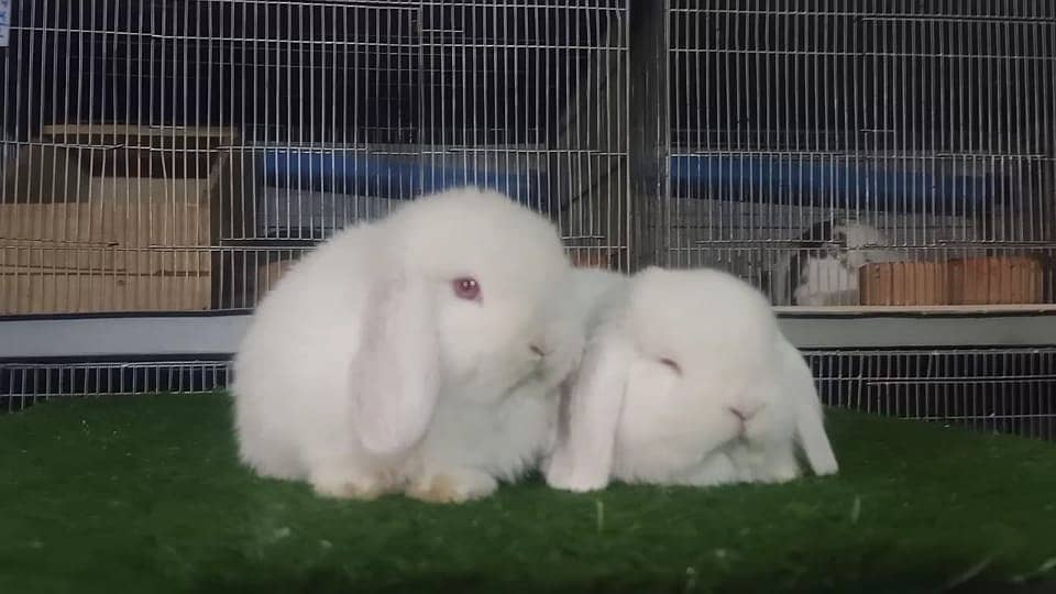 Holland lop | German Lop | Rabbit pair | Cute Bunnies | Rabbit baby 10