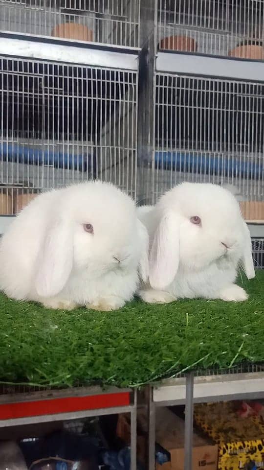 Holland lop | German Lop | Rabbit pair | Cute Bunnies | Rabbit baby 11