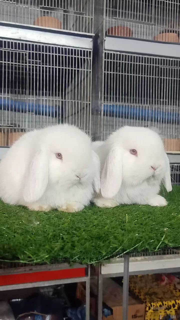 Holland lop | German Lop | Rabbit pair | Cute Bunnies | Rabbit baby 12