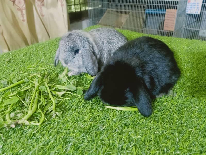 Holland lop | German Lop | Rabbit pair | Cute Bunnies | Rabbit baby 0