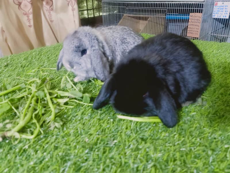 Holland lop | German Lop | Rabbit pair | Cute Bunnies | Rabbit baby 1