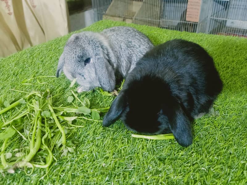 Holland lop | German Lop | Rabbit pair | Cute Bunnies | Rabbit baby 2