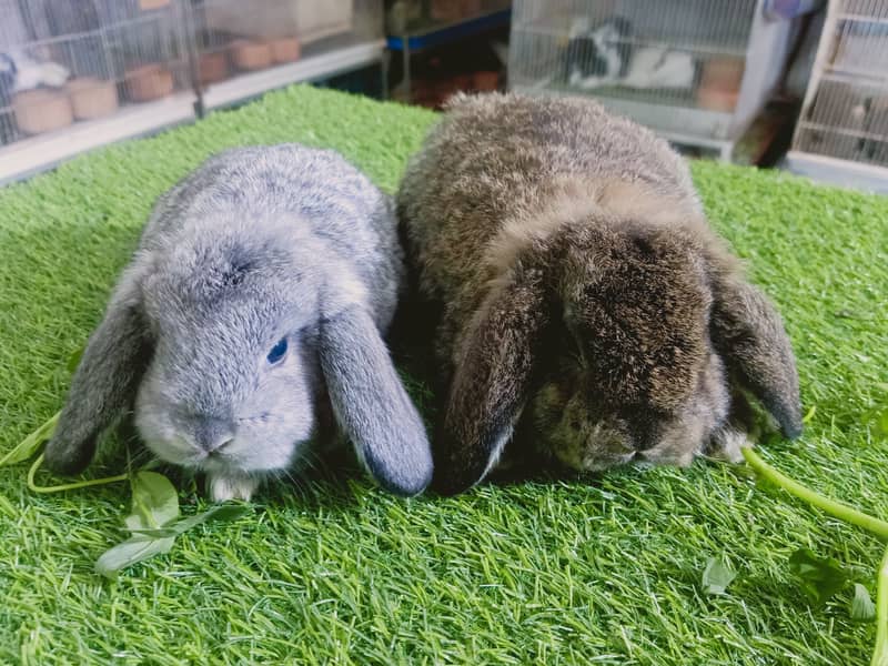 Holland lop | German Lop | Rabbit pair | Cute Bunnies | Rabbit baby 3