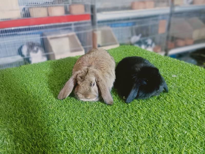 Holland lop | German Lop | Rabbit pair | Cute Bunnies | Rabbit baby 4