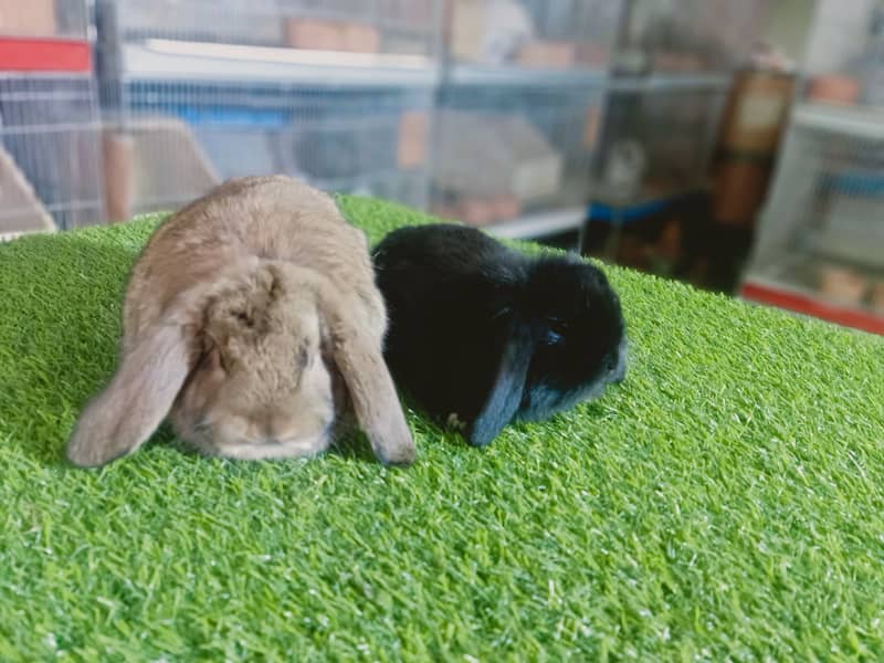 Holland lop | German Lop | Rabbit pair | Cute Bunnies | Rabbit baby 5