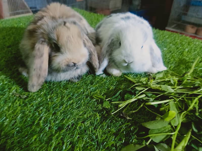 Holland lop | German Lop | Rabbit pair | Cute Bunnies | Rabbit baby 6