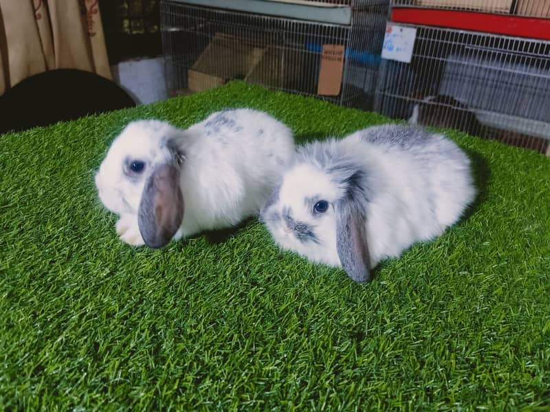 Holland lop | German Lop | Rabbit pair | Cute Bunnies | Rabbit baby 7