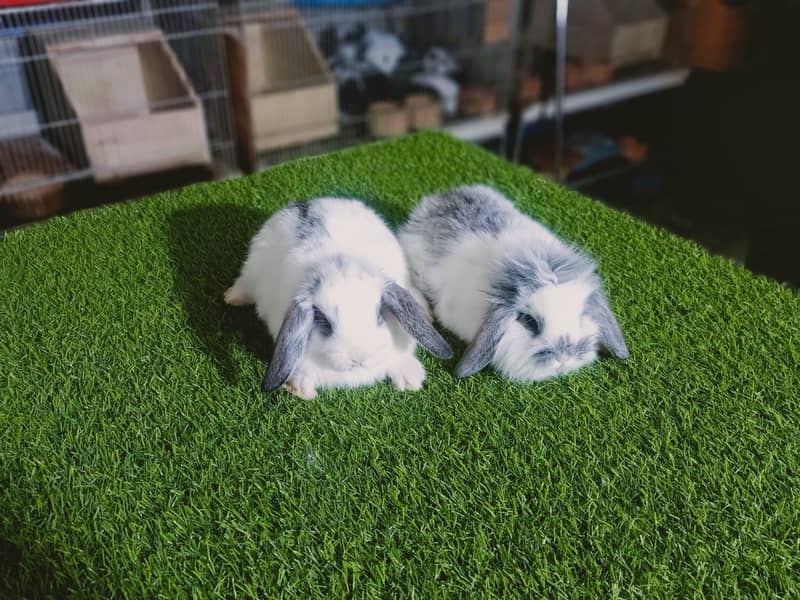 Holland lop | German Lop | Rabbit pair | Cute Bunnies | Rabbit baby 8