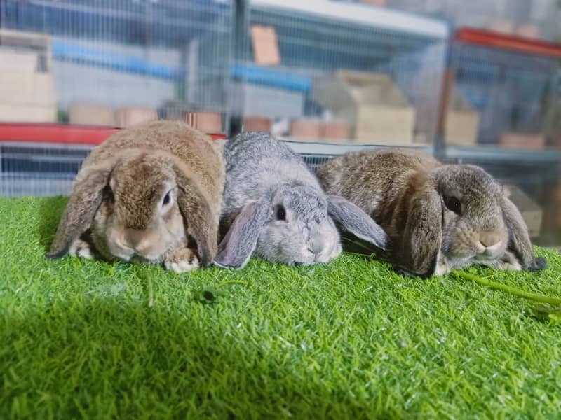 Holland lop | German Lop | Rabbit pair | Cute Bunnies | Rabbit baby 9