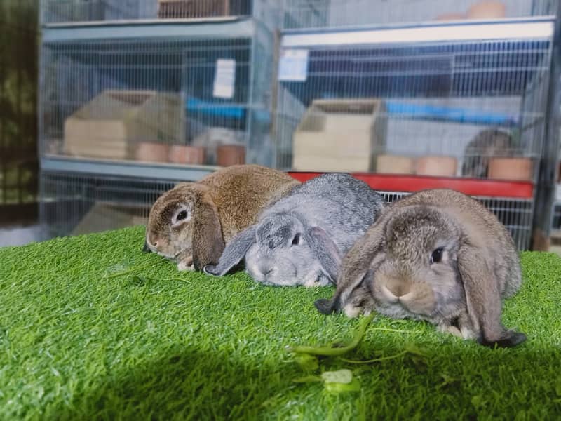 Holland lop | German Lop | Rabbit pair | Cute Bunnies | Rabbit baby 10