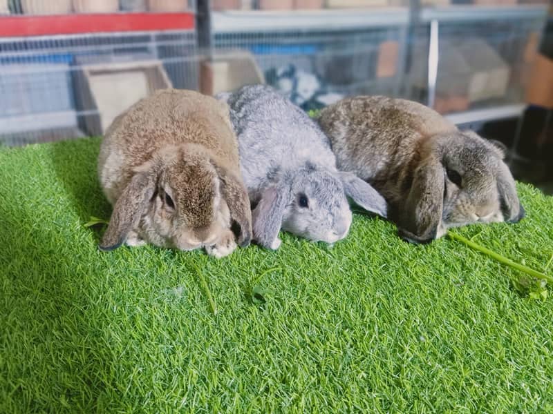 Holland lop | German Lop | Rabbit pair | Cute Bunnies | Rabbit baby 11