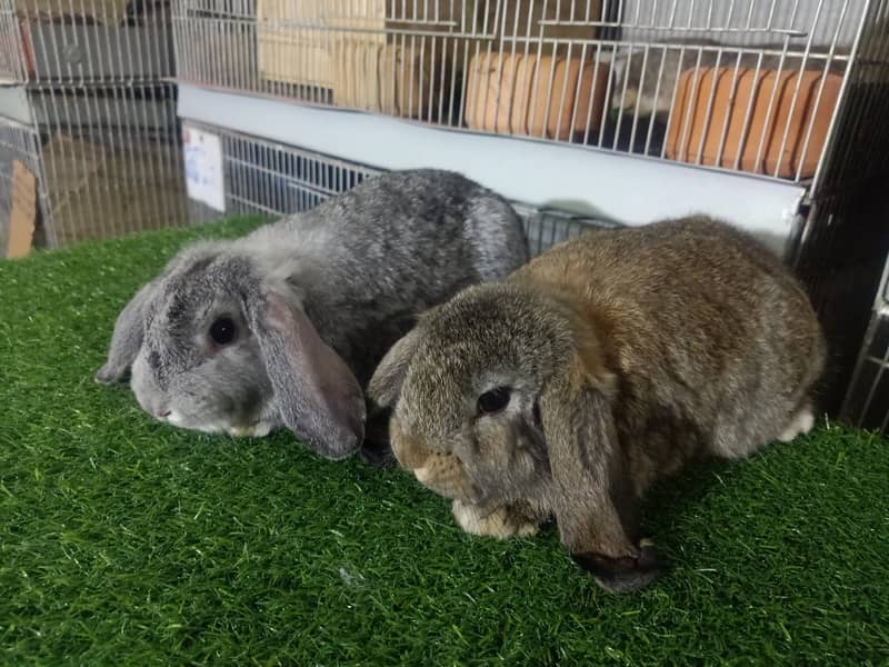 Holland lop | German Lop | Rabbit pair | Cute Bunnies | Rabbit baby 12