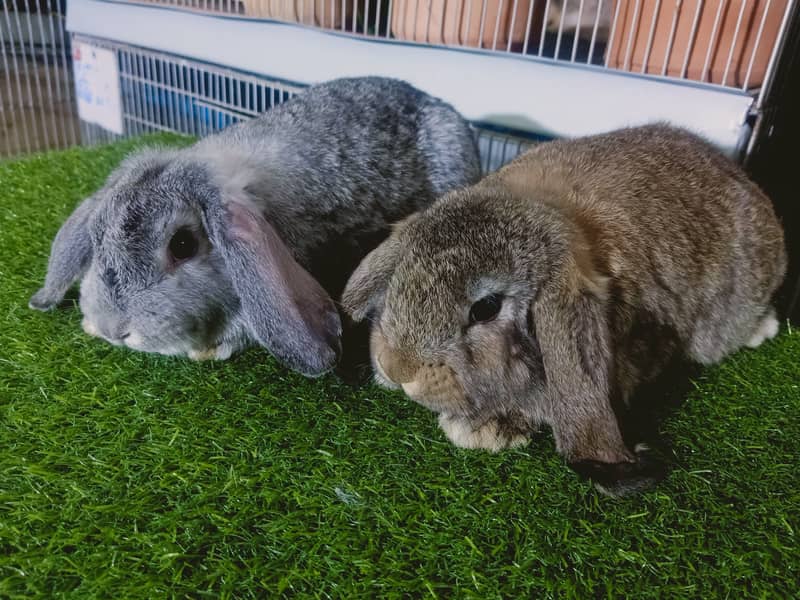 Holland lop | German Lop | Rabbit pair | Cute Bunnies | Rabbit baby 13