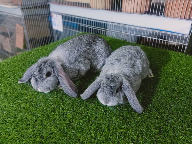 Holland lop | German Lop | Rabbit pair | Cute Bunnies | Rabbit baby 14