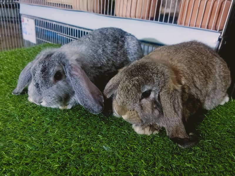 Holland lop | German Lop | Rabbit pair | Cute Bunnies | Rabbit baby 15