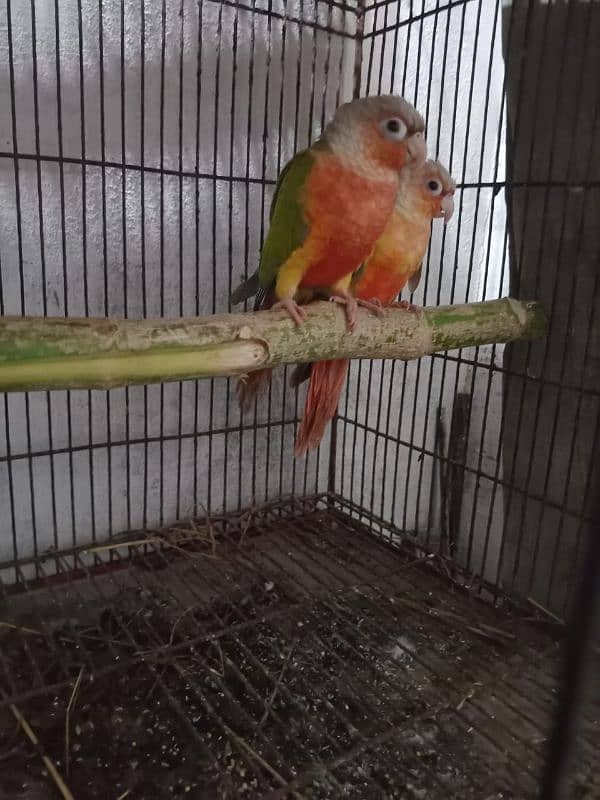 pine apple conure and love birds pairs 0