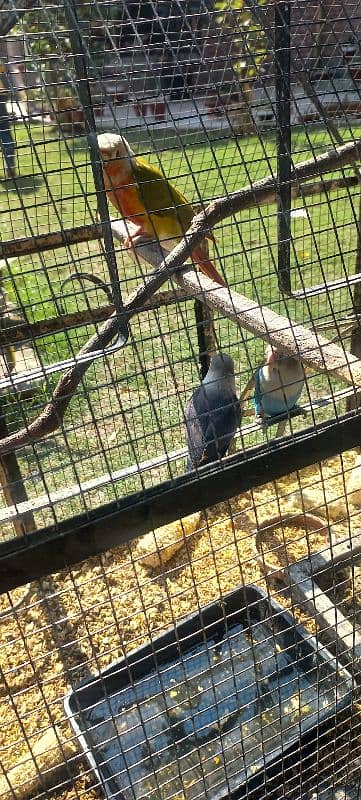 pine apple conure and love birds pairs 2